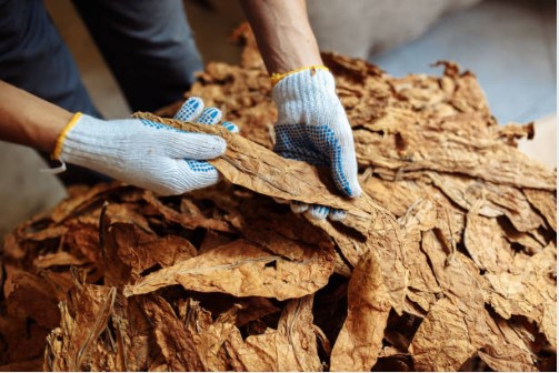 Tutunul firicel oferă o experiență de fumat superioară datorită calității premium și selecției riguroase. Se arde uniform, fără impurități, păstrând prospețimea și aroma autentică datorită ambalării sigure. Umiditatea ajustabilă permite personalizarea fumatului, iar varietatea de arome și tăieturi satisface toate gusturile. Disponibil la prețuri competitive și ambalat practic, tutunul firicel oferă conveniență și eficiență economică, fiind livrat direct la domiciliu.